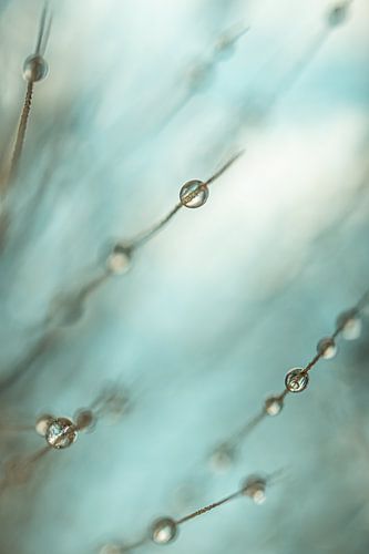 Abstract in taupe - beige met cyaan - turquoise : Waterdruppels