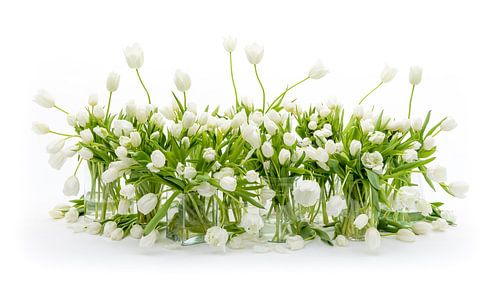 Tulpen Stilleven Wit