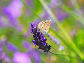 Macro of a blue butterfly on a salb by ManfredFotos