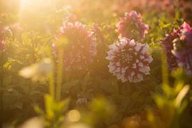 rote und weiße Dahlie in einem Feld von Blumen während des Sonnenuntergangs