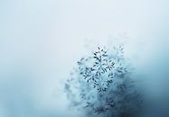 Abstract Silhouet van Gras van Maayke Klaver thumbnail