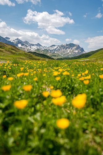 Bloemrijk uitzicht op de Lechtaler Alpen