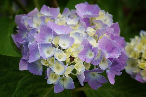 Tuinhortensia (Hydrangea macrophylla)