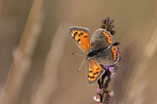 Kleiner Schmetterling auf einem braunen Hintergrund
