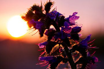 Een paarse bloem in de zomer tijdens een zonsondergang van Karijn | Fine art Natuur en Reis Fotografie