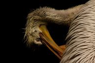 Pelikan van Gabriele Haase thumbnail