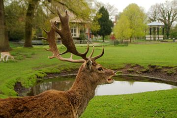 Hert in park van Michel van der Vegt