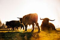 Nature photography - Scottish highlanders in the sun