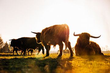 Natuurfotografie - Schotse hooglanders in de zon van Michiel de Bruin