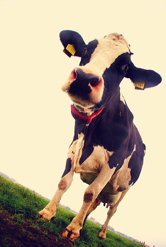 Dresskoei von Jentel Jentel