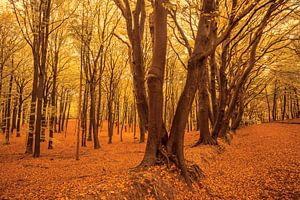 Beech trees in an autumn forest by Sjoerd van der Wal Photography