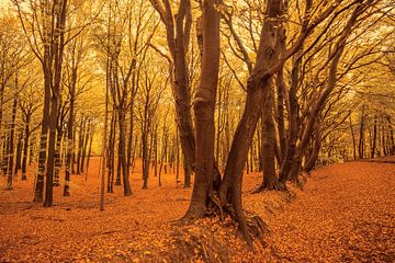 Hêtres dans une forêt d'automne sur Sjoerd van der Wal