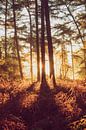 Lembeekse Bossen van Peter Deschepper thumbnail