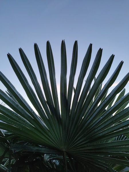 Frostbite by ReginaCaptures