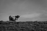 Sheep on the dyke by Johan van Esch thumbnail