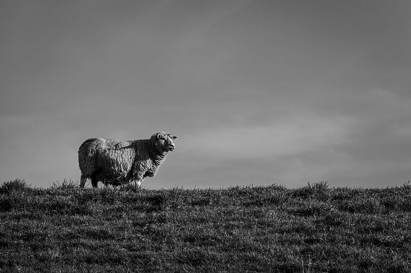 Sheep on the dyke by Johan van Esch