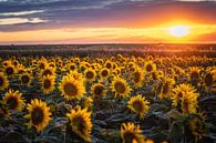 Zonnebloemen bij zonsondergang van Steffen Gierok thumbnail