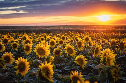 Sunflowers at sunset