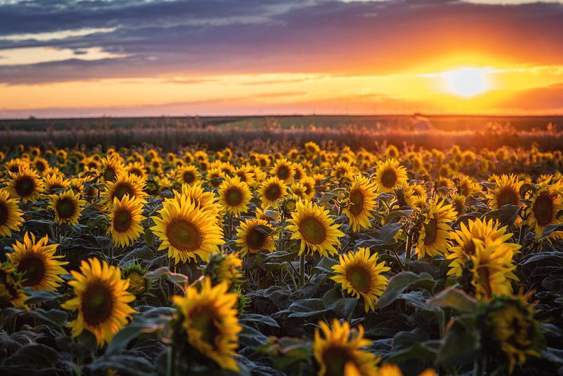 Zonnebloemen bij zonsondergang van Steffen Gierok