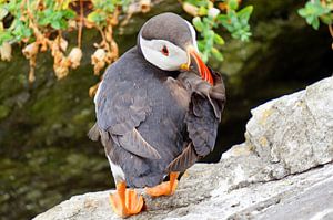 Papageitaucher auf der Insel Skellig Michael in Irland