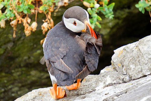 Papegaaiduikers op het eiland Skellig Michael in Ierland