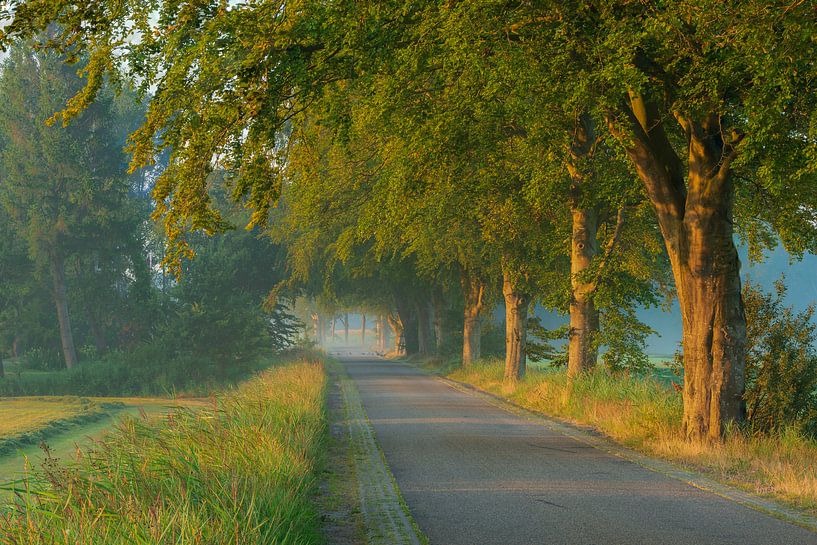 Misty lane through the Hoeve by Mark van der Walle