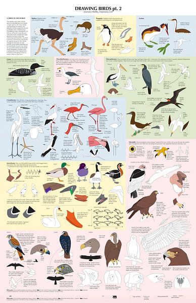Dessin d'oiseaux Catalogue 2 par Steven Kingsbury