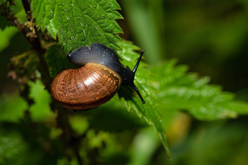 _DSC8771 van Bart Verdijk