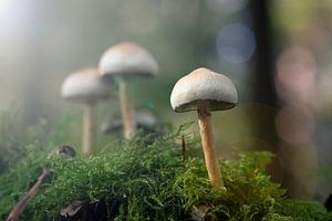 Pilze im Sonnenlicht von Sjors Gijsbers