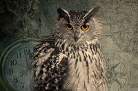 Owl of the time