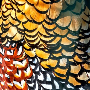 Het veren kleed van de koningsfazant van Pieter van Marion
