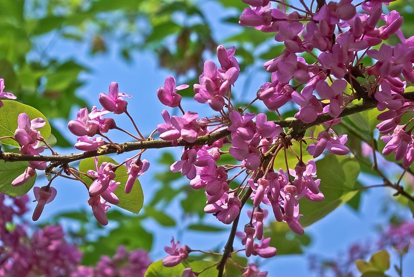 Une branche fleurie par Norbert Sülzner