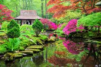 Japanse tuin in bloei