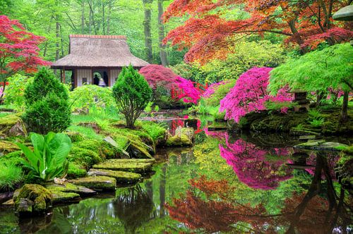 Japanse tuin in bloei