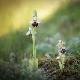 Orchidées sur Yvonne Kruders