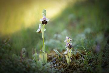 wilde Orchideen von Yvonne Kruders