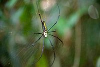 Riesenradnetzspinne