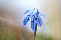 Star hyacinth