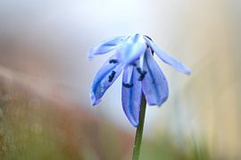 Star hyacinth by Kim Hiddink