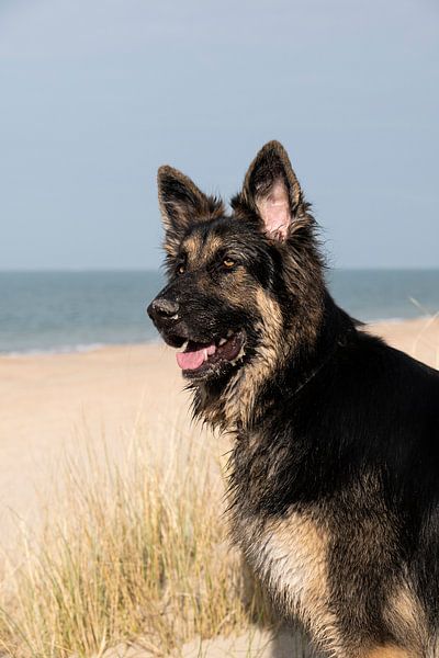 Deutscher Schäferhund am Strand von Annelies Cranendonk