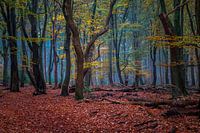 Speulderbos - 9
