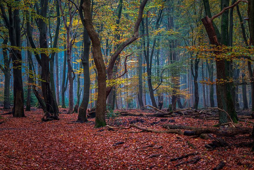 Speulderbos - 9 by Nuance Beeld