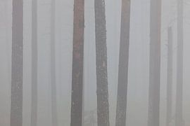 Scots pine forest by Sven-Erik Arndt