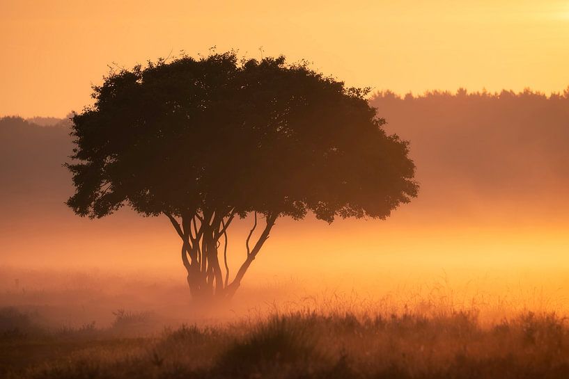 Gouden Heide Zonsopkomst van Vincent Fennis