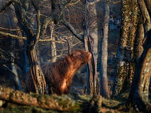 The last sunlight