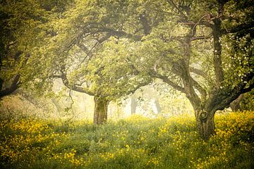 The Netherlands, Schalkwijk Flowering rapeseed.
