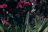 Blühende Palmen von Shelena van de Voorde Miniaturansicht