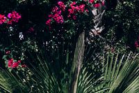 Palm trees in the summer