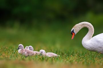 young swan chick with mother by Mario Plechaty Photography