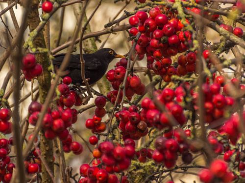 (25074) Merel tussen de rode bessen